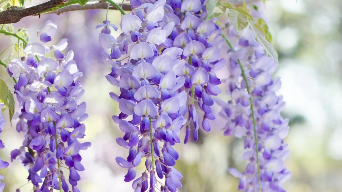Har du planter, der bare ikke vil blomstre? Det er årsagerne