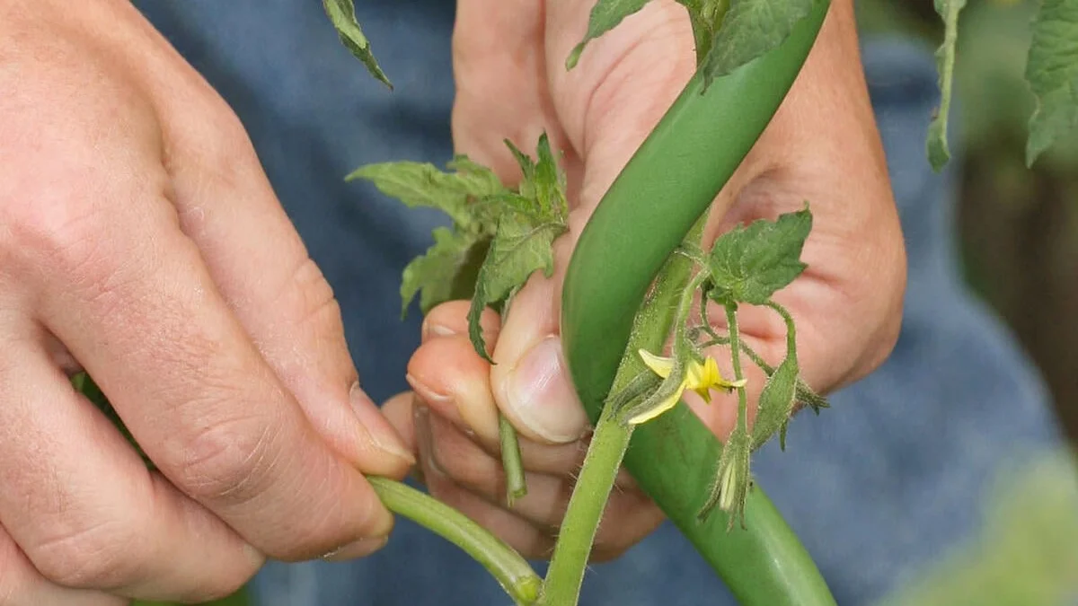 Disse tomatsorter bør du ikke fjerne sideskud fra!