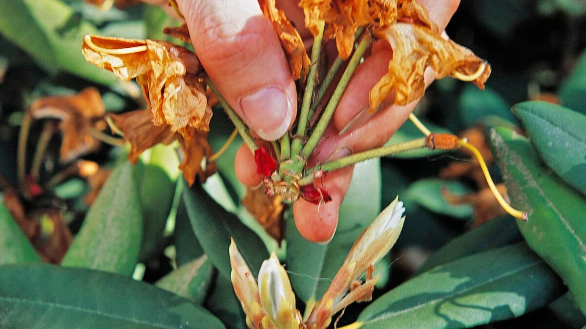 Rhododendron afblomstret? Det skal du gøre nu!