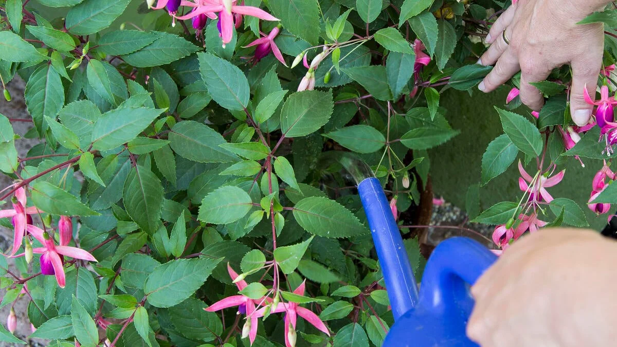 Gødning af fuchsiaer