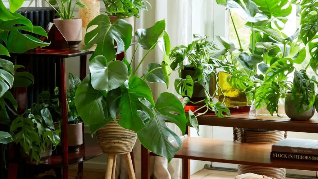Stueplanter med store blade: De 5 smukkeste arter
