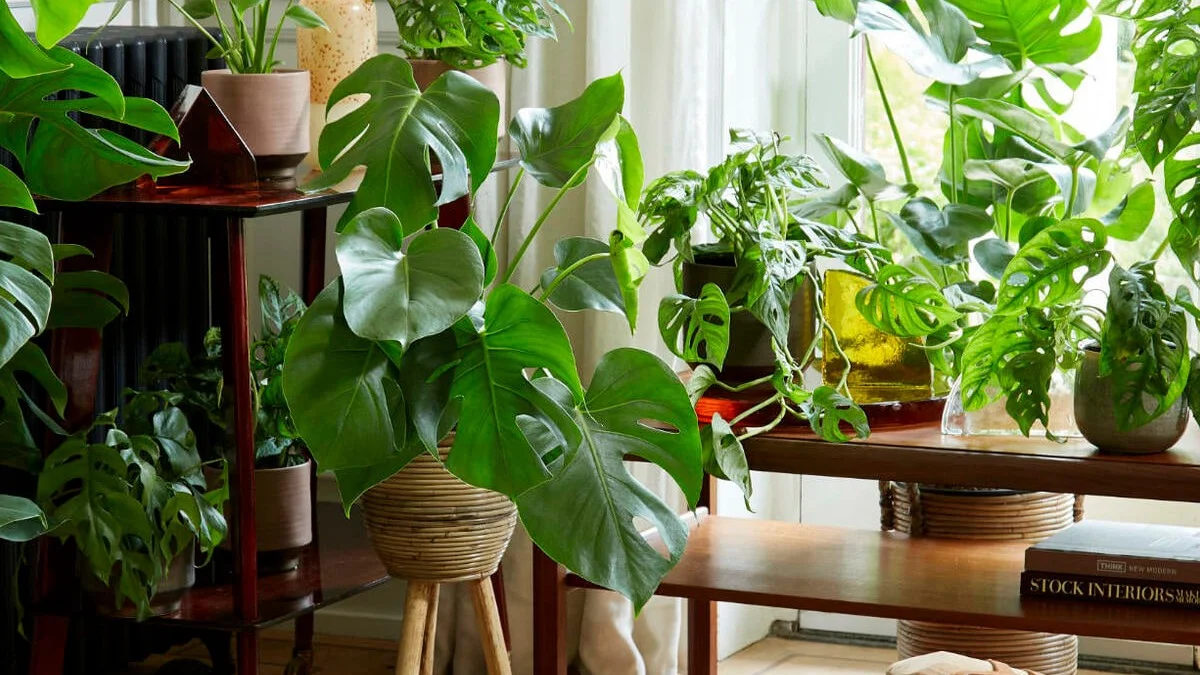 Stueplanter med store blade: De 5 smukkeste arter